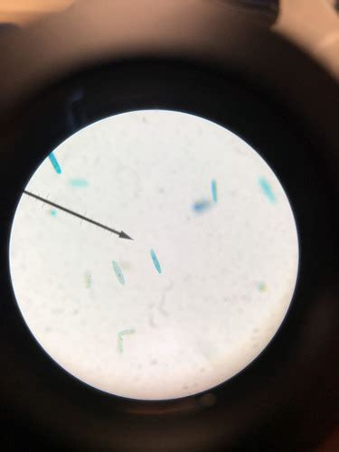 Lab 2 Practical Protista Flashcards Quizlet