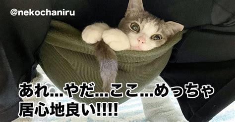 【悲報？】猫さん、飼主には辛い「最高のお昼寝スポット」を見つけてしまう 猫用テント 猫 可愛すぎる動物