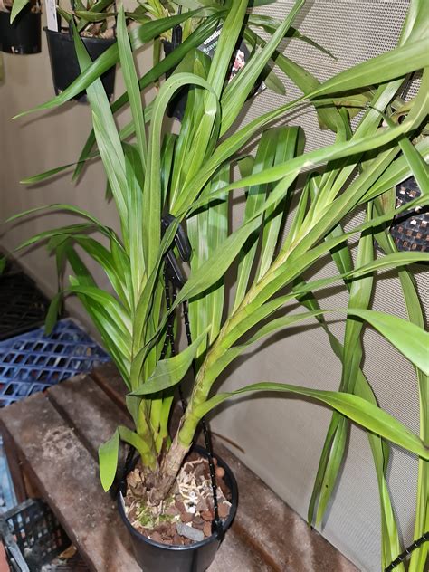 Grammatophyllum Wallisii Rare Species The Orchid Patio