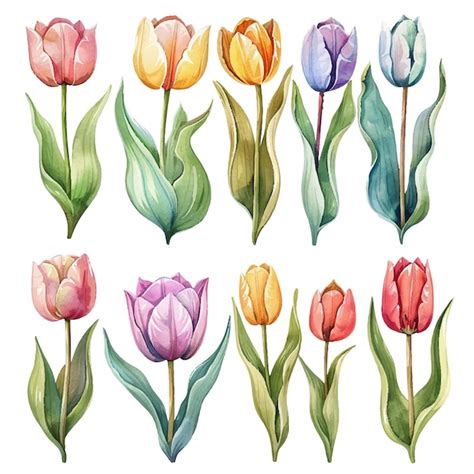 Conjunto de acuarelas vectoriales simples de hermosas flores de tulipán