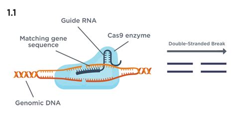 Single Stranded DNA Synthesis - Gene Synthesis - GENEWIZ