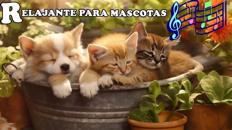 Musicoterapia Musica Relajante Para Mascotas Musica Para Gatos