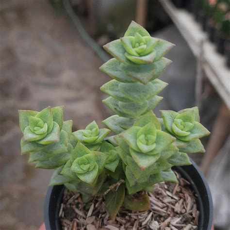 Jual Sukulen Crassula Perforata Sukulen Tusuk Sate Cantik Kaktus