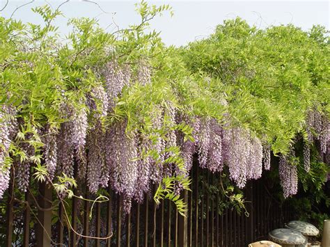 Why My Wisteria Doesn T Bloom at Kathaleen Velasquez blog