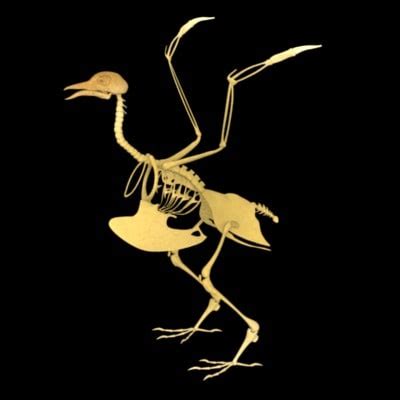 realistic bird skeleton 3d model