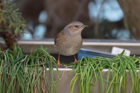 Garden Sparrows : r/birding