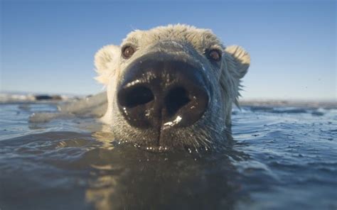 Explore the Majestic World of Polar Bears