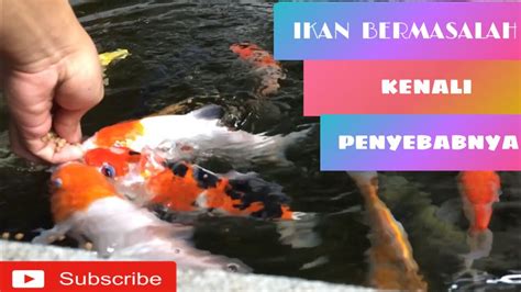 Ciri Ciri Kualitas Air Kolam Ikan Koi Yang Buruk Youtube