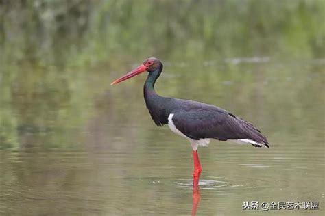 20隻「鳥中熊貓」黑鸛光臨密雲水庫！全球才3000多隻！ 每日頭條