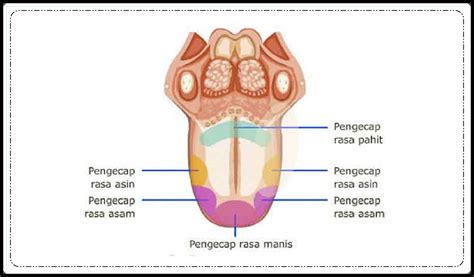 Rangkuman Pelajaran Ilmu Pengetahuan Alam Alat Indera