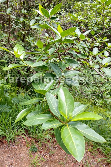 Ficus virens var. dispersa – Buy seeds at rarepalmseeds.com