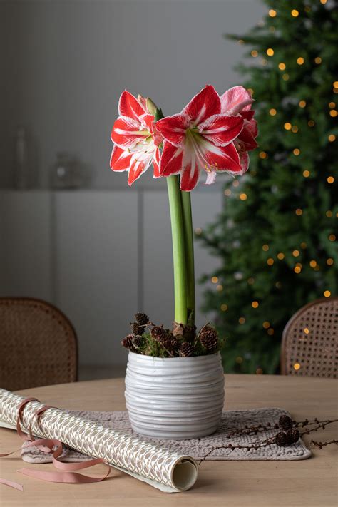 Få koselig julestemning med vakre amaryllis Mester Grønn