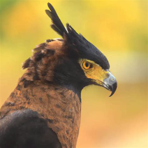 El águila crestada convive con otras especies de águilas Aves Mundo