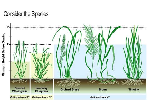 Stages Of Grass Growth