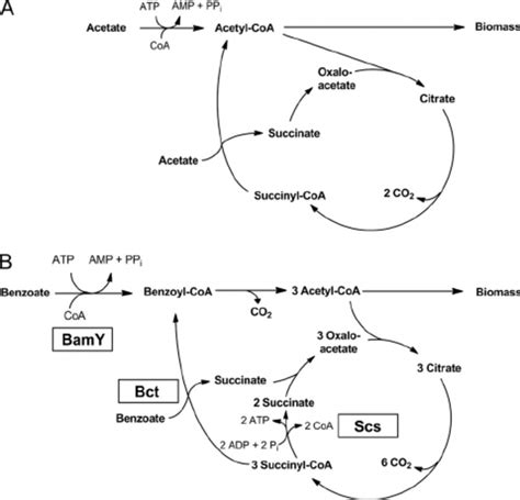 Activation Of Carboxylic Acid Growth Substrates And TCA Cycle In G