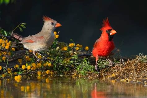 Male Cardinal Vs Female