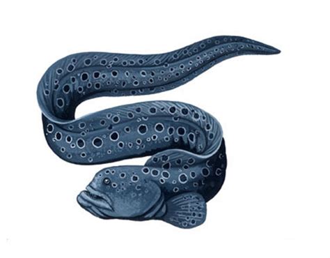 Art Illustration Oceans And Seas Wolf Eel Anarrhichthys Ocellatus