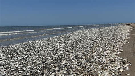 Milhares De Peixes Mortos Chegam Praia Na Costa Do Golfo No Texas