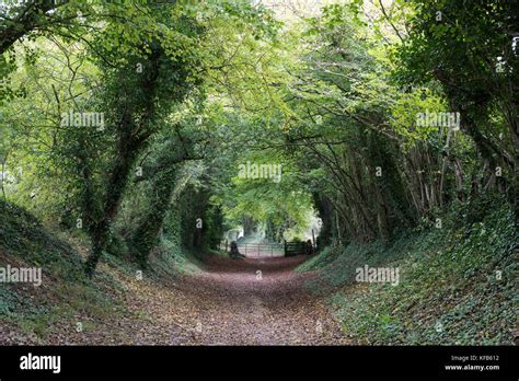 Halnaker Tunnel An Ancient Roman Road And Tunnel Of Trees Near Halnaker