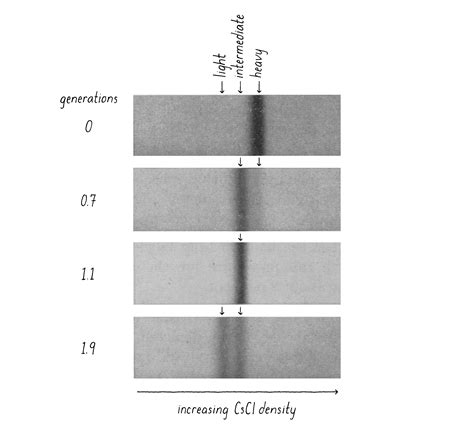 How DNA Replicates Matthew Meselson Franklin W Stahl