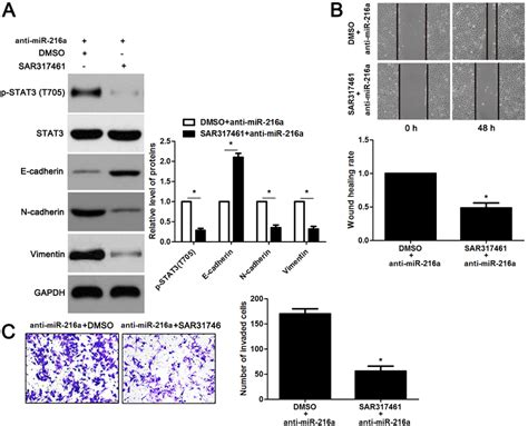 The JAK2 Inhibitor SAR317461 Reverses The Effects Of MiR 216a Knockdown