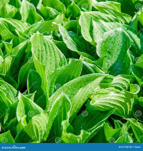 Fresh Green Flower Leaves Stock Photo Image Of Botany 67758720