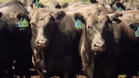 Certified Angus Beef Launches Mini Documentary Ag Information Network Of The West