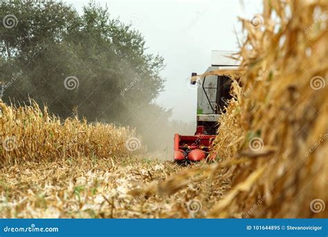 Corn Maize Harvest, Combine Harvester in Field Stock Image - Image of ...