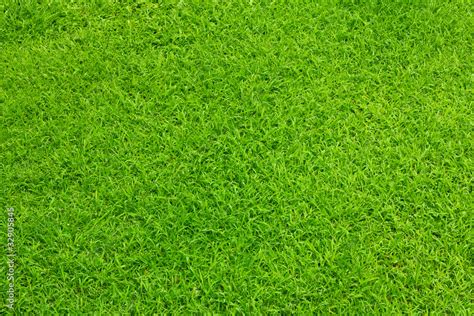 Green grass in garden background Stock Photo | Adobe Stock