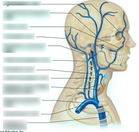 Veins Of The Head And Neck Right Superficial Aspect Diagram Quizlet