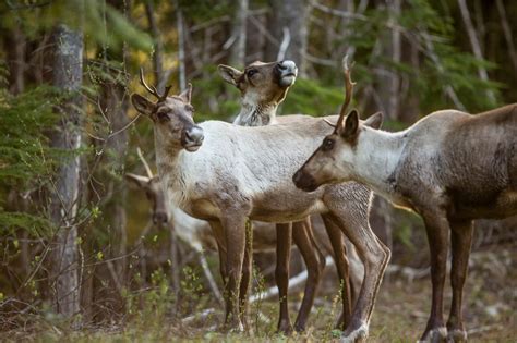 Southern mountain caribou listed as Endangered