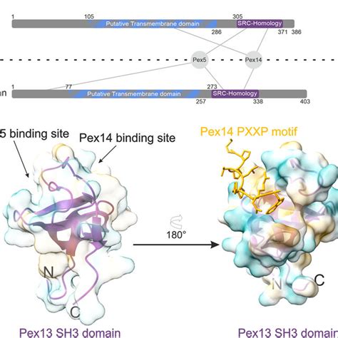 Pex13 interacting with Pex5 and Pex14. (A) Schematic structure of the ... 