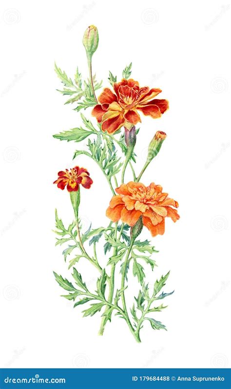 Hand Drawn Watercolor Botanical Illustration Of Marigold Flower Stock