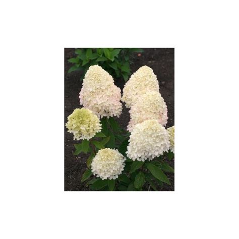 Hydrangea Paniculata Magical Sweet Summer