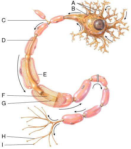 Anatomy Chapter Intro To Nervous System Nervous Tissue