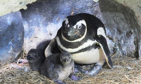 Cinco pinguins nascem na Sabina em Santo André ABC Repórter