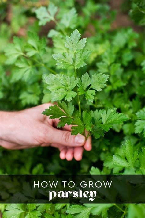 How to Grow Parsley • Longbourn Farm