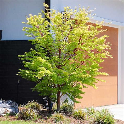 Coral Bark Japanese Maple Tree Coral Bark Japanese Maple Japanese