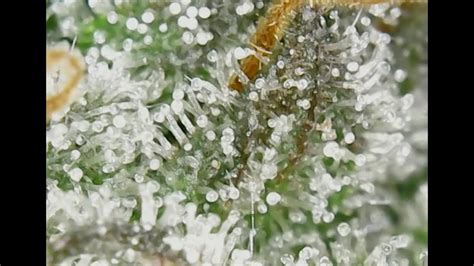 Trichomes- Do I harvest or not - YouTube