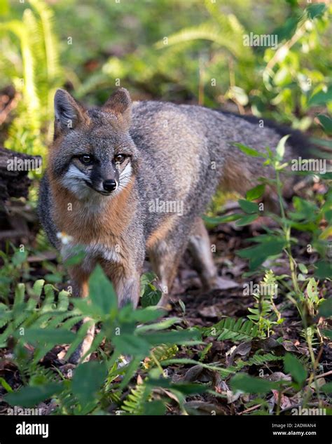 Hairless Gray Fox