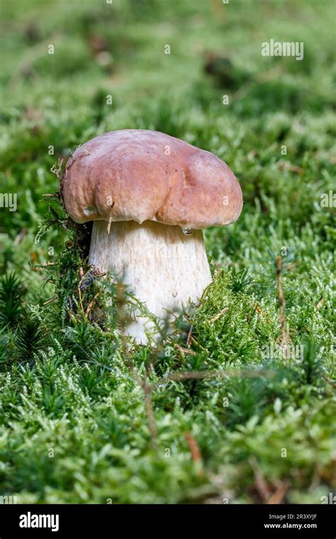 Boletus Edulis Known As Penny Bun Cep Porcino Porcini Edible