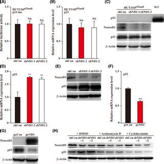 Neurogenic Differentiation Factor Neurod Regulates Cell