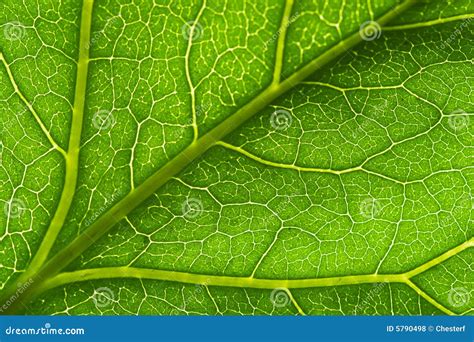 Macro Green Leaf Vein Stock Photo Image Of Tree Environment 5790498