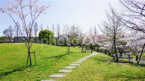 福岡県、駕与丁公園の桜 No 5183656｜写真素材なら「写真ac」無料（フリー）ダウンロードok