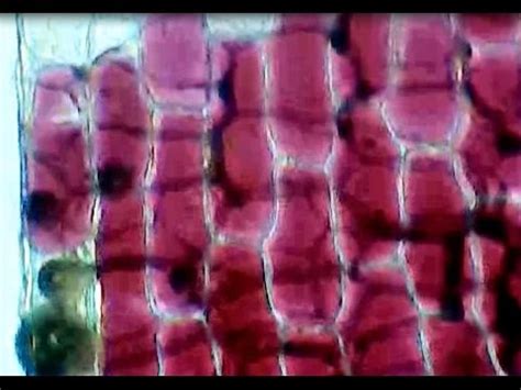 Onion Plasmolysis Experiment