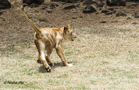 Wildlife in Mauritius | wildlife nature | mauritius | lemonicks