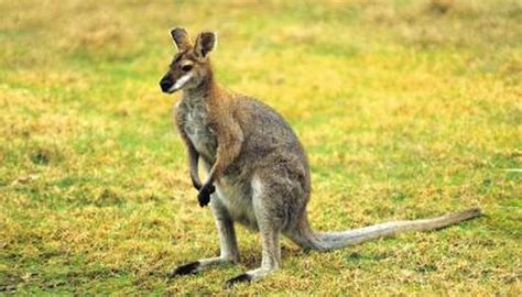 Do Kangaroos Really Box? | Animals - mom.me