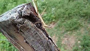 Palo Caliente En El Bosque XVIDEOS