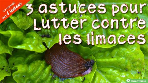 Test Pour Lutter Contre Les Limaces Et Escargots Naturellement Youtube