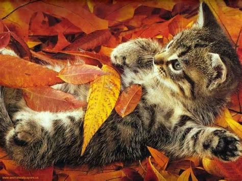 21 Adorable Animals Enjoying The Magic Of Autumn – Pulptastic